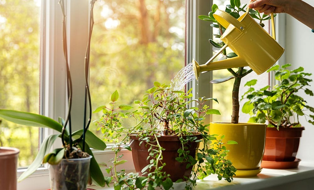 air purifying plants for home