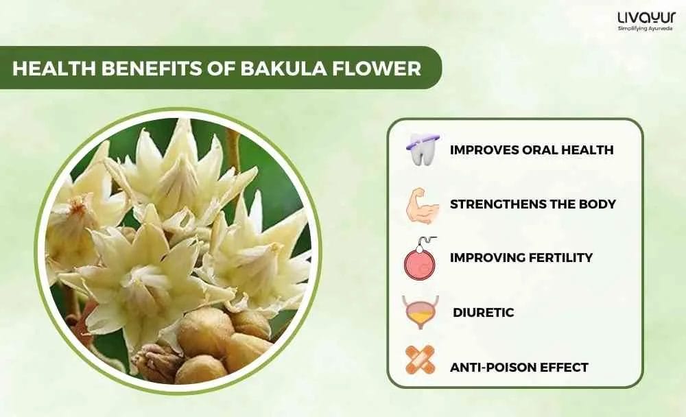 The Secrets Behind the Popularity of Ayurvedas Bakula Flower 1 33