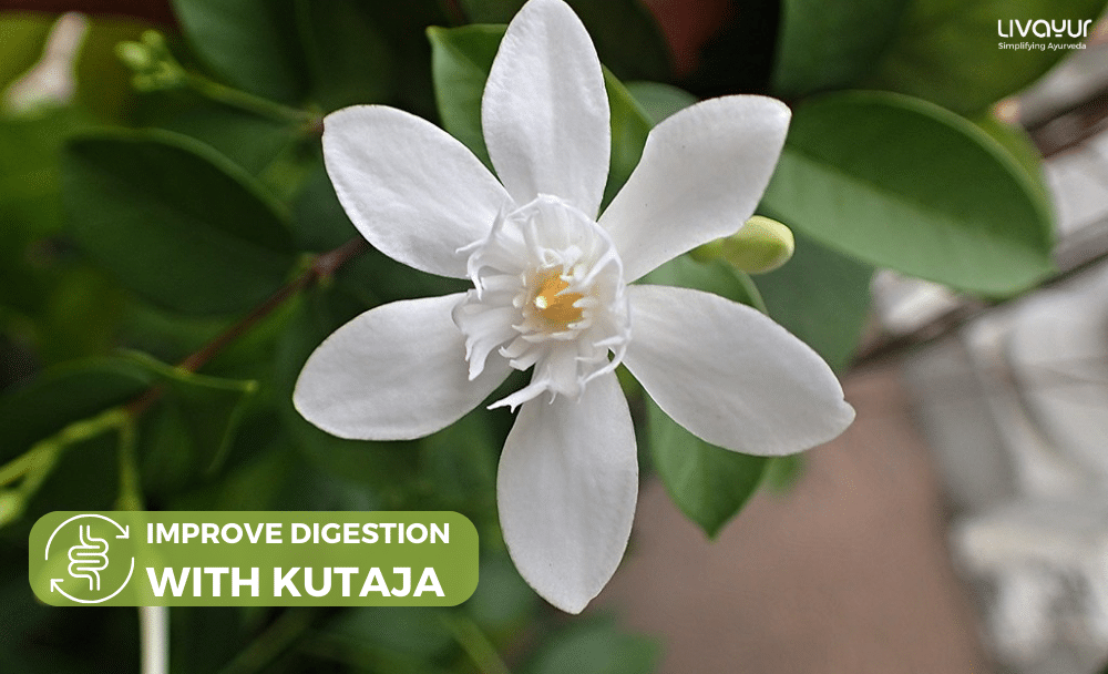How Kutaja can Help Improve Digestive Health