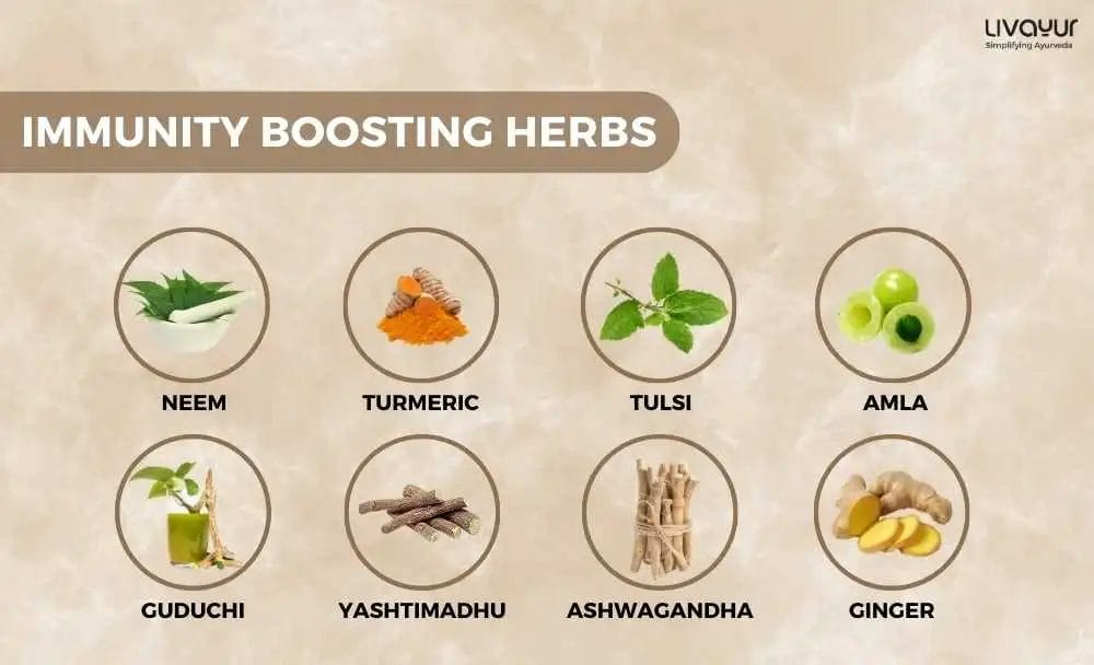 Herbs That Help Build Immunity