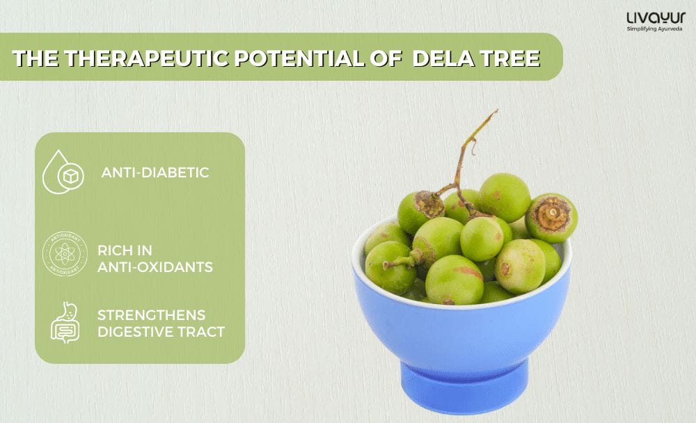 The Therapeutic Potential of Ayurvedas Dela Tree