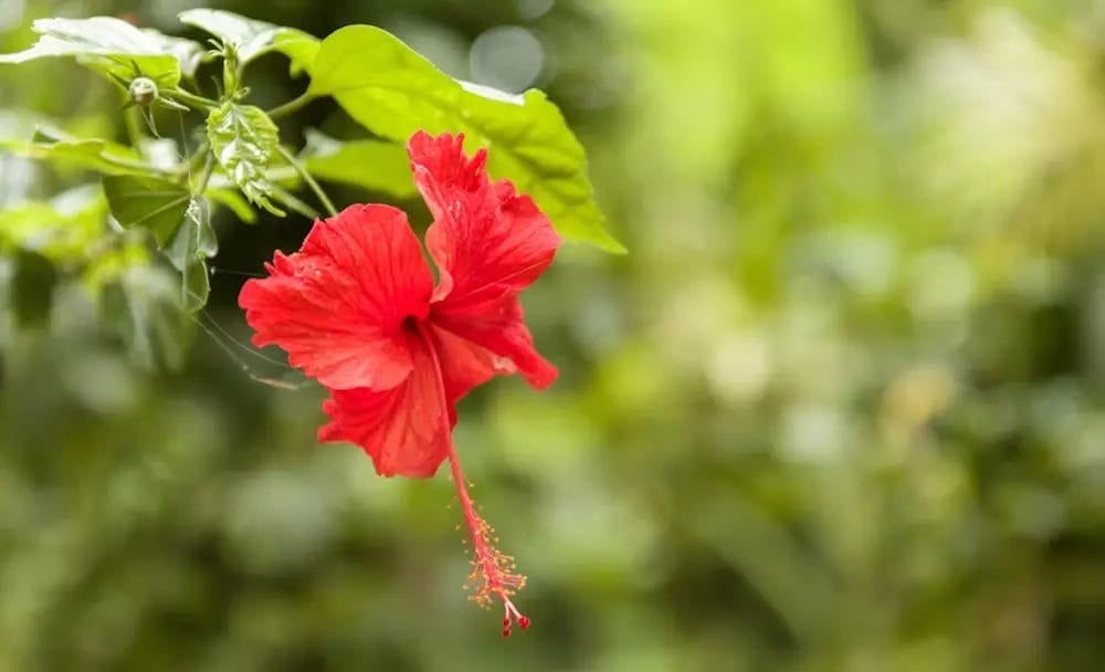 aids in the treatment of cancer - hibiscus benefits