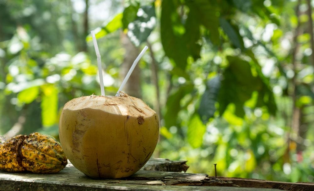 How to consume coconut water - livayur
