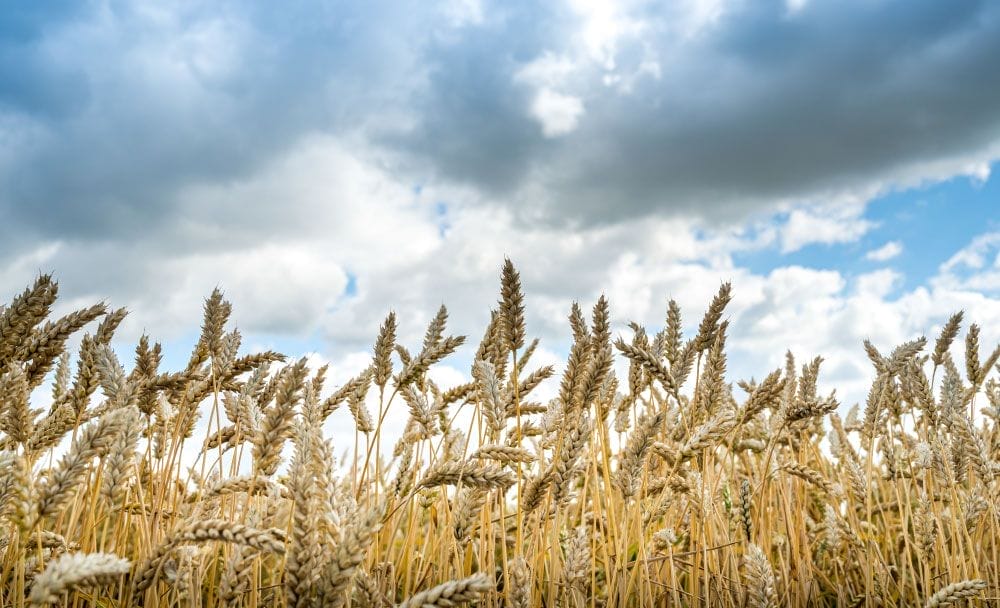 benefits of consuming barley