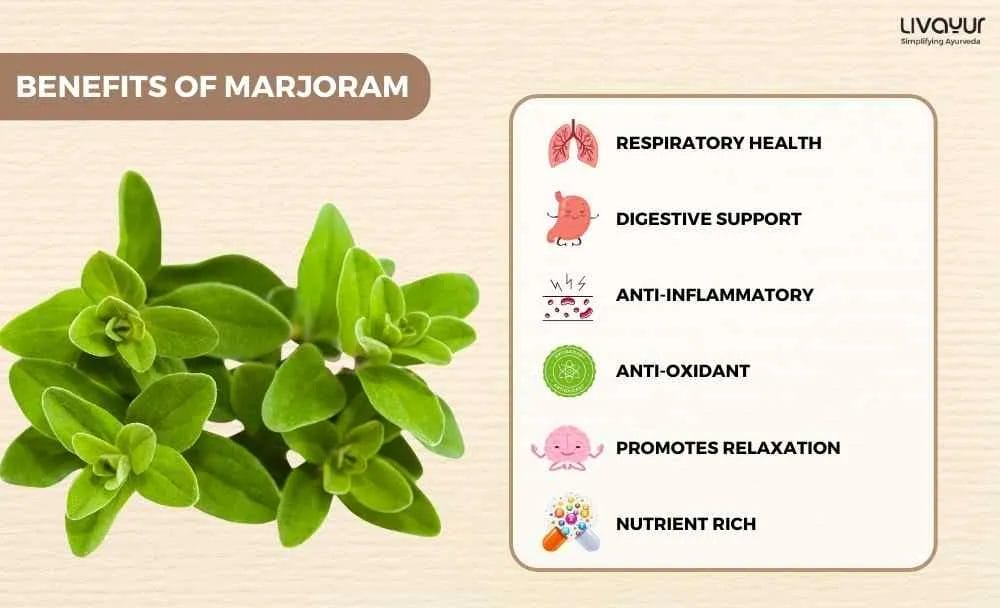 Marjoram Benefits Uses Dosage Side Effects More 2 11zon