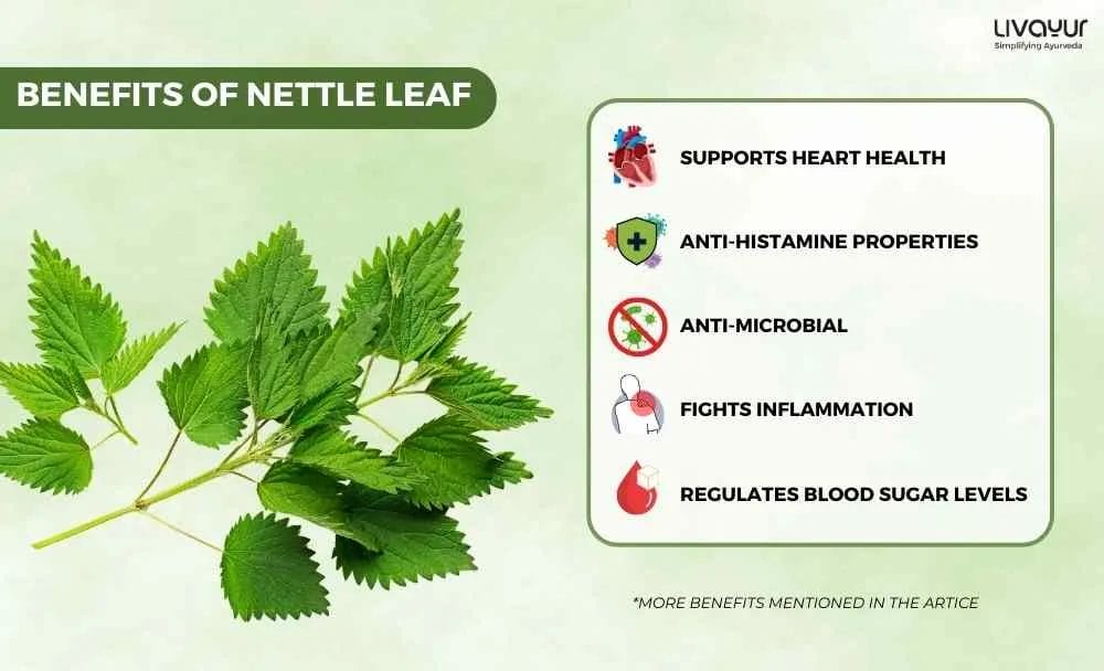 Nettle Leaf Benefits Uses Side Effects How to Make It 3 11zon