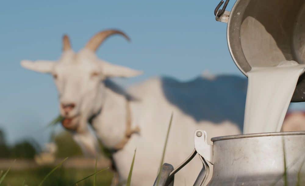 goat milk - livayur