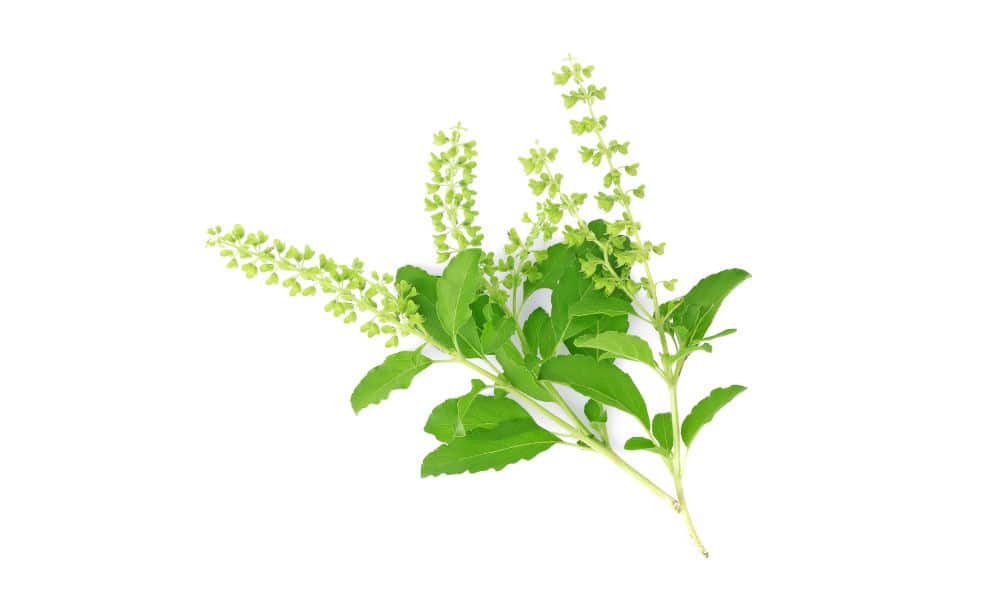 holy basil for nose block relief - home remedies for blocked nose