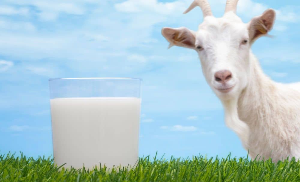 goat milk benefits 