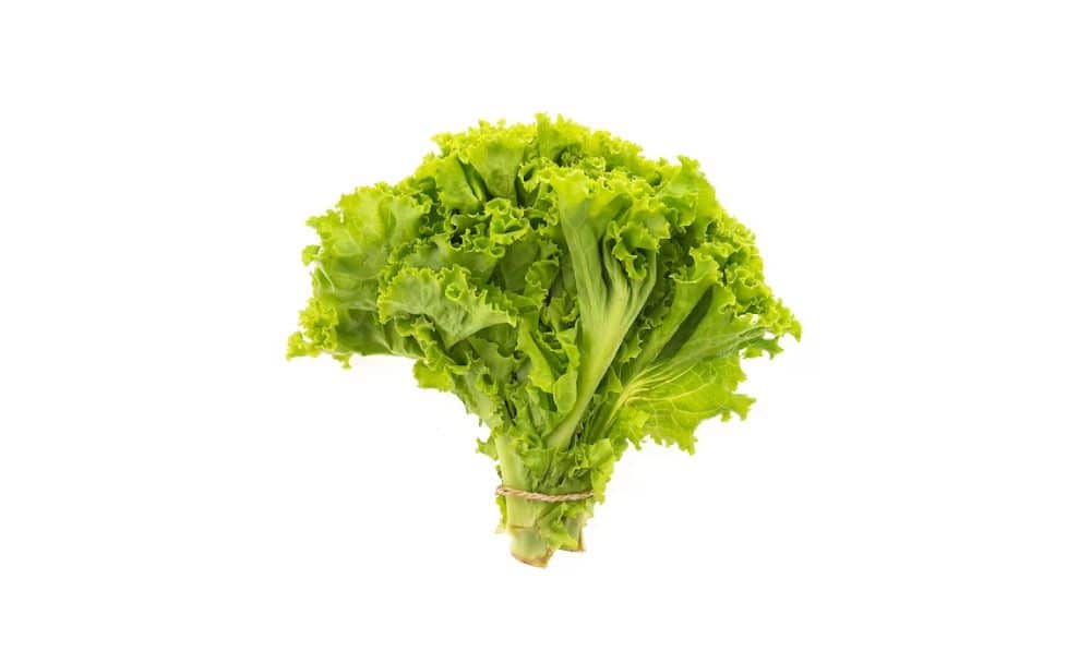 alkaline vegetables: Lettuce