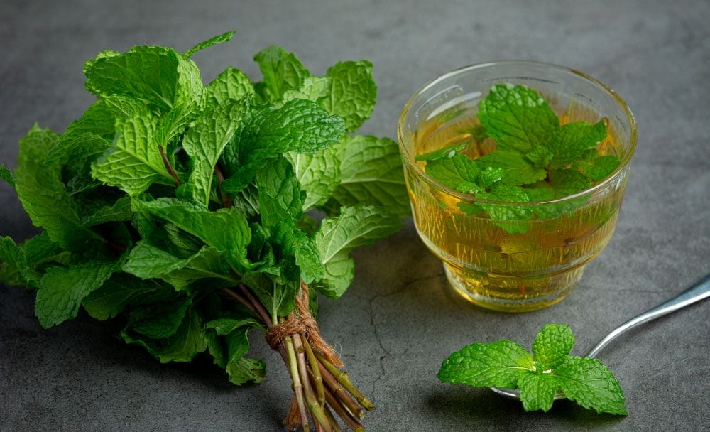 Nettle leaves: Part Of Your Daily Life