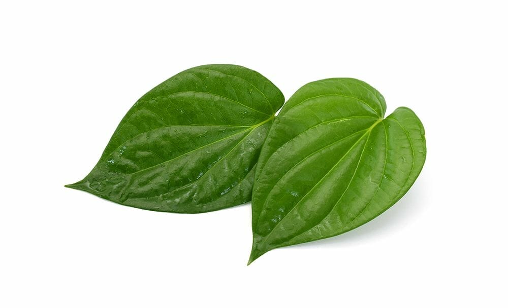 betel leaf benefits - livayur