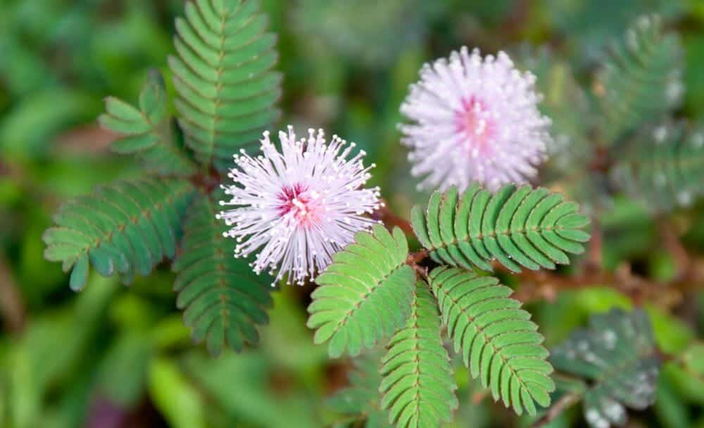 mimosa pudica medicinal uses