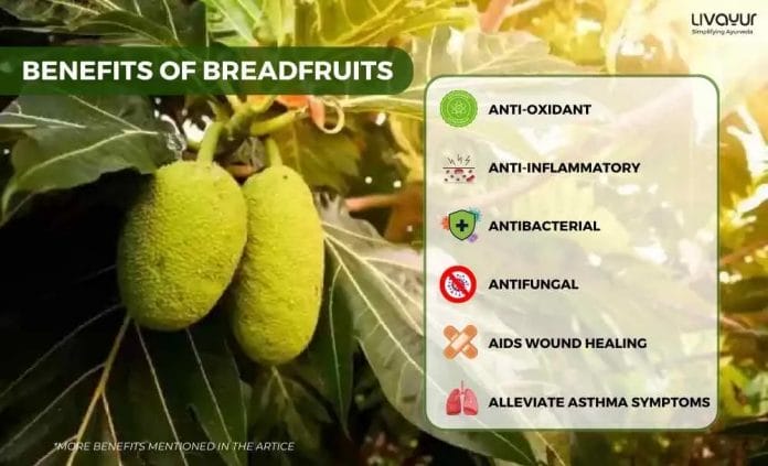 12 Incredible Benefits of Breadfruit For Overall Health 4 1 11zon