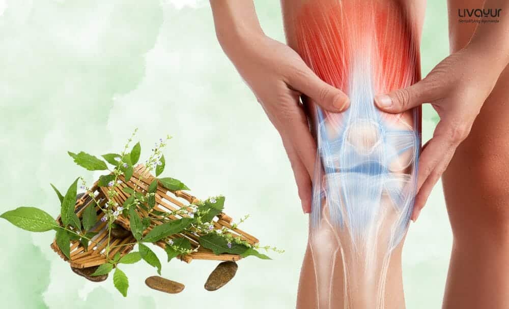 What Makes Nirgundi The Best Herb For All Types Of Joint Pain