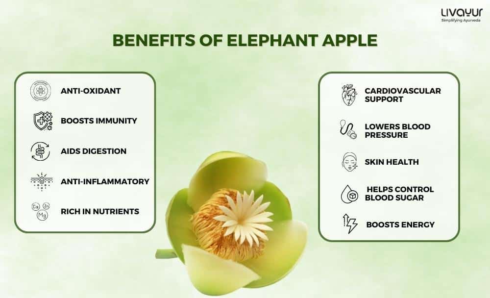 elephant apple - livayur