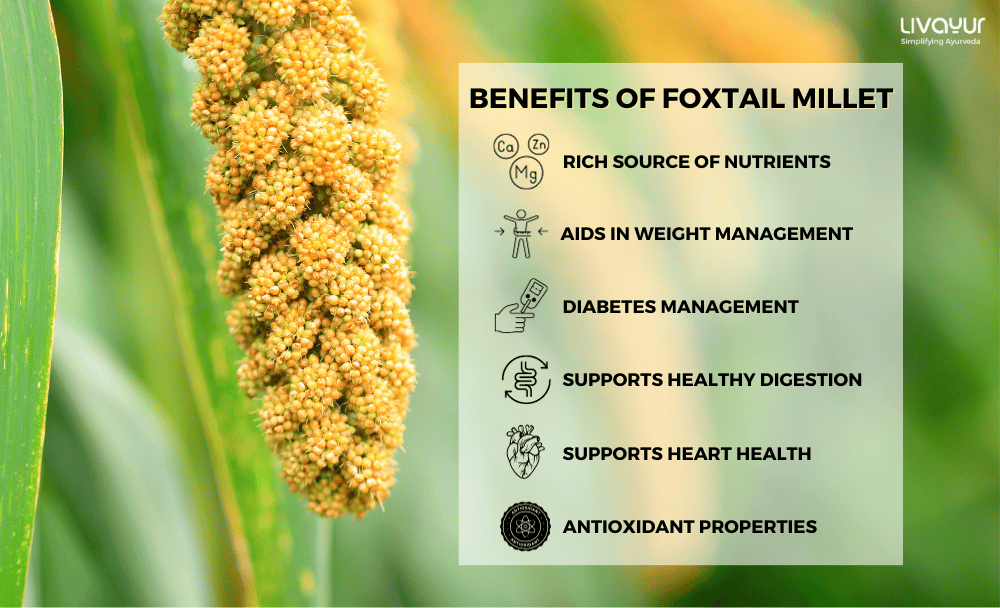 Foxtail Millet What is it Nutrition Benefits Uses Side Effects More 1