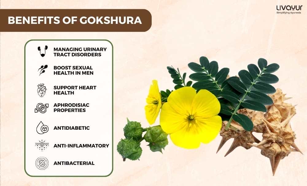 Gokshura Benefits Uses Side Effects And More 1