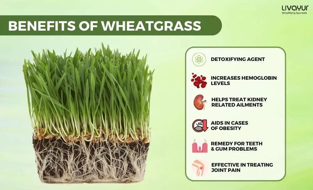 12 Proven Benefits of Wheatgrass for Overall Health