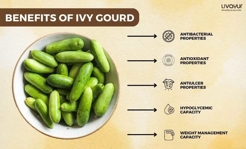 Ivy Gourd Nutrition Facts Benefits and Side Effects