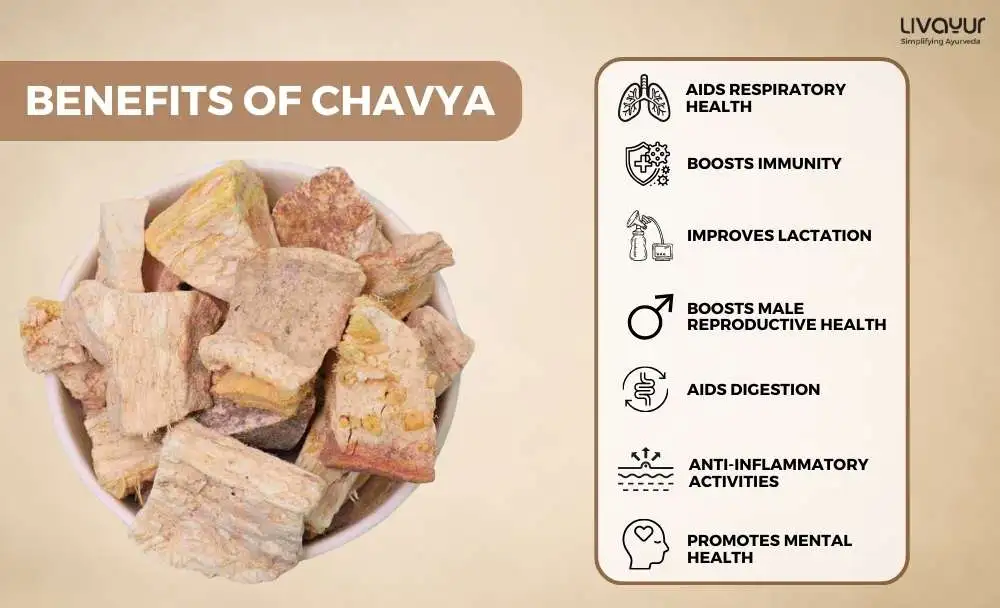 The Popularity of Chavya or Indian Kudzu