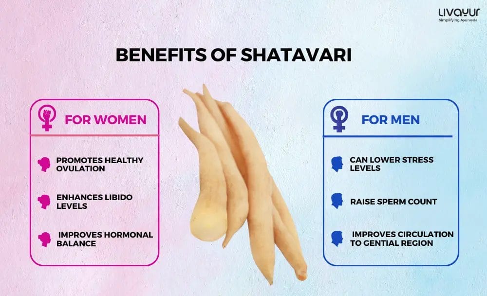 Shatavari Benefits For Fertility And Reproductive Wellness