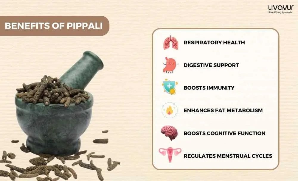 Pippali Benefits Uses Dosage Side Effects Precautions More 1 4 11zon