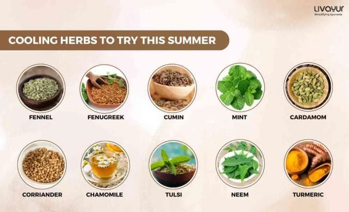 10 Cooling Herbs You Must Try This Summer 1 24 11zon
