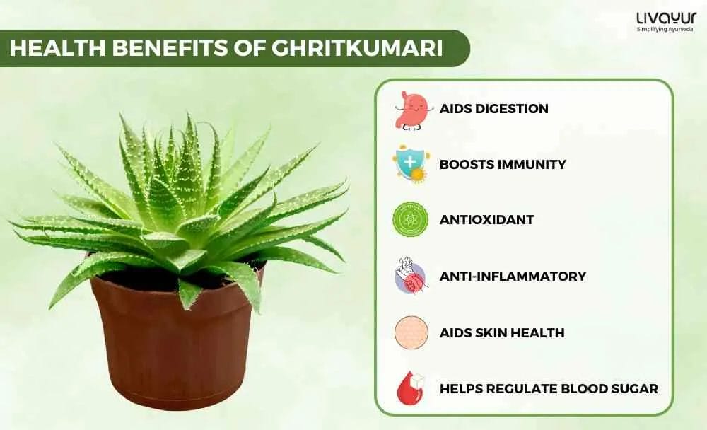 Exploring the Health Benefits of Ghritkumari 1 11zon
