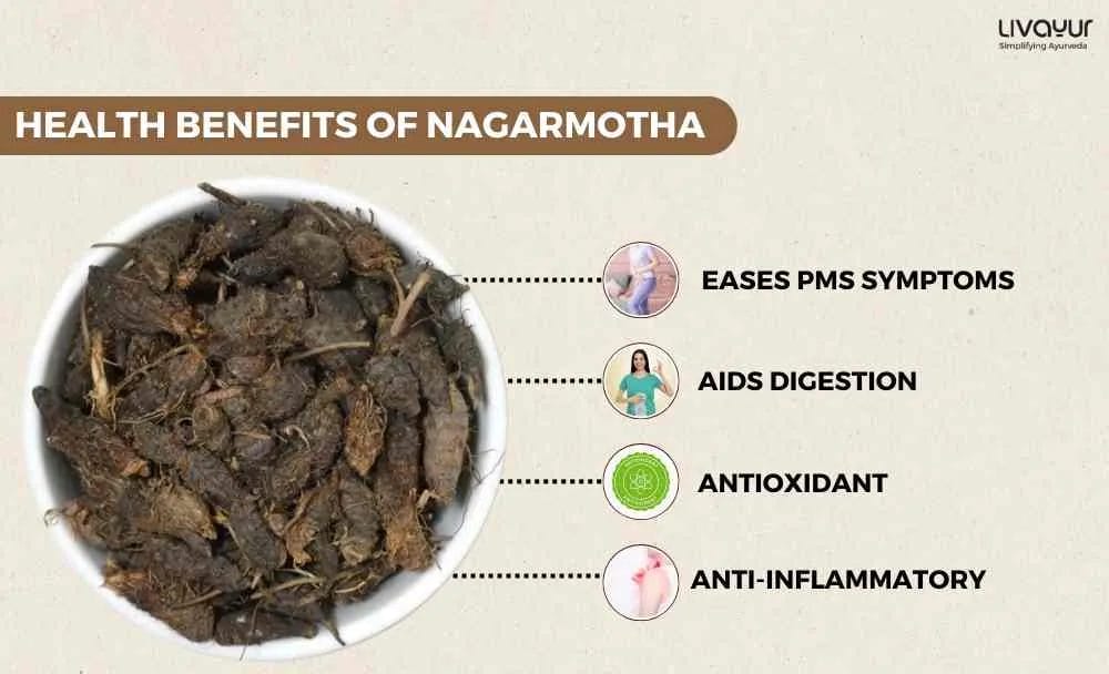 The Complete Guide to Nagarmotha Benefits Uses Precautions Dosage And More 1 1 11zon