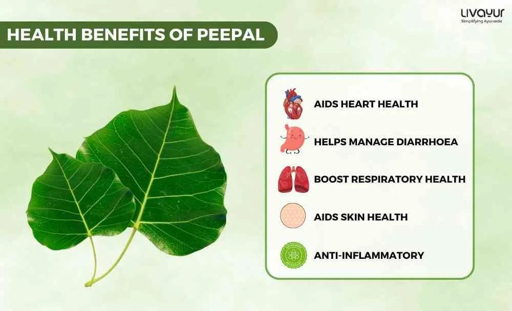 Discover The Ayurvedic Benefits Of Peepal Its Uses 1 10 11zon